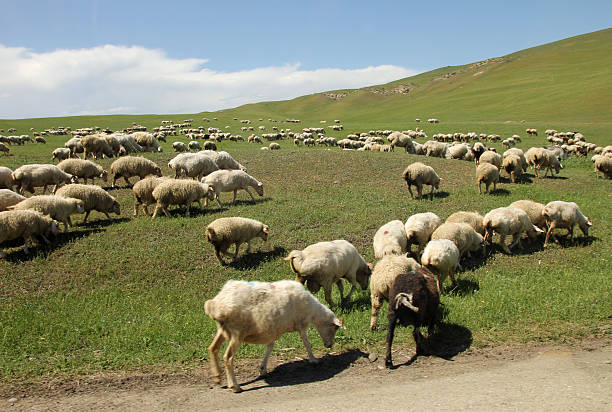 istock Sheep grazing near Gareji, Georgia 628977346
