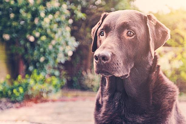 istock chocolate labrador in garden 628977360