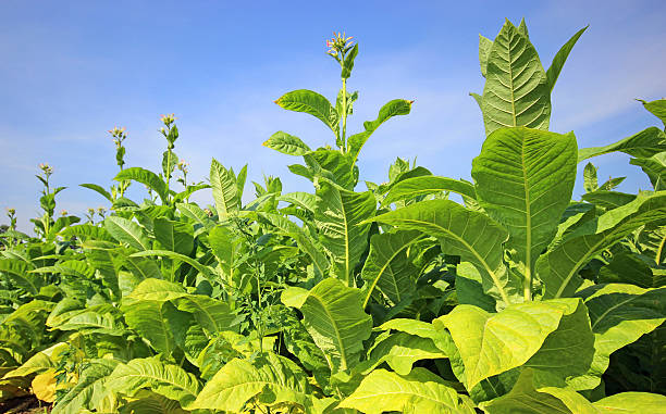 istock Tobacco field 628977396