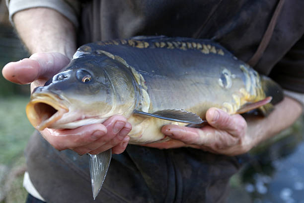 istock Carp provides a main component of the Polish Christmas Eve 628977954