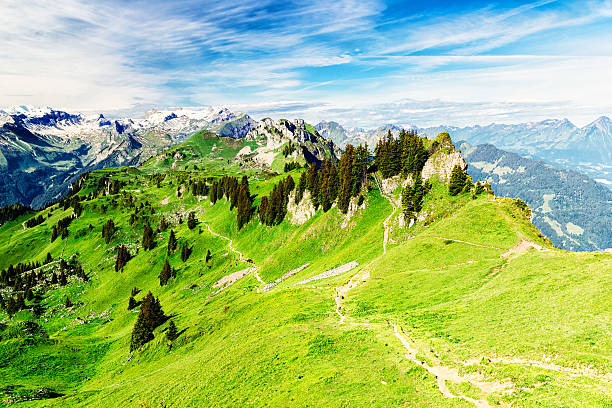 Green meadow in mountain valley in summer