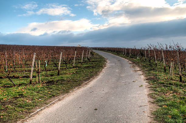 istock View over the vineyards in Hochheim, Germany 628978460