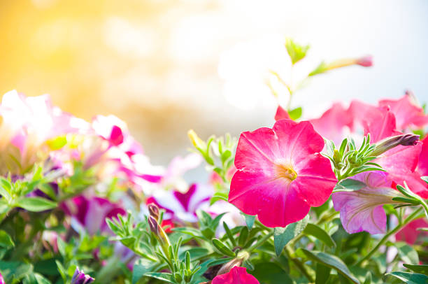 beautiful spring pink petunia flower for background - petunia imagens e fotografias de stock