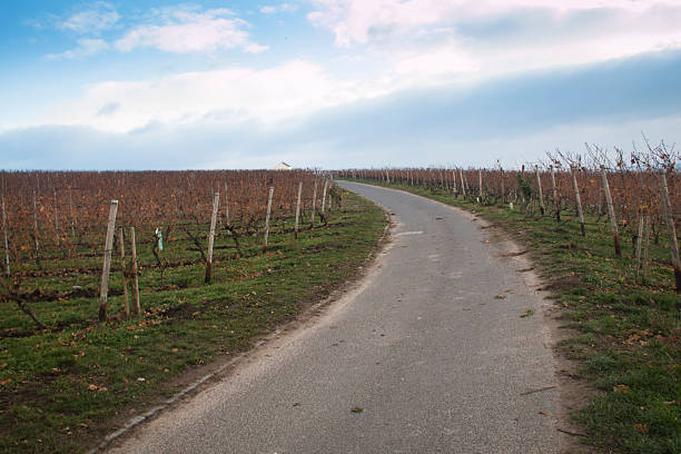 istock View over the vineyards in Hochheim, Germany 628978564