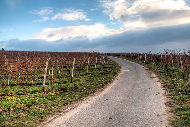 View over the vineyards in Hochheim, Germany
