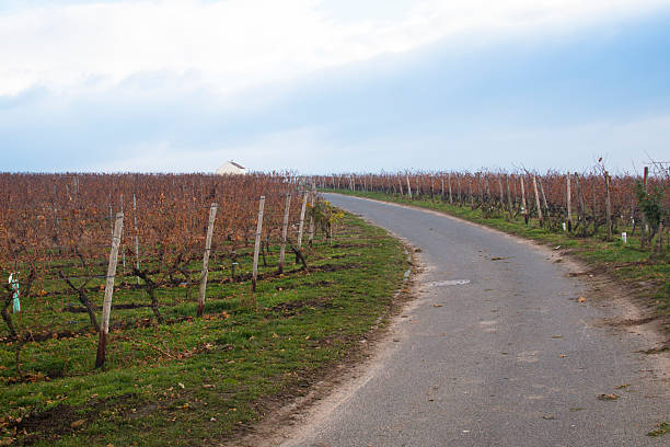 istock View over the vineyards in Hochheim, Germany 628978748