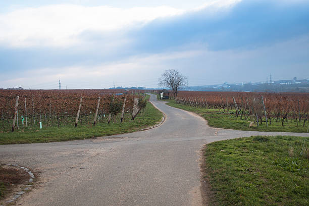 istock View over the vineyards in Hochheim, Germany 628979006