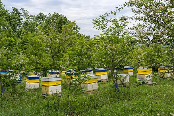 Honey bee hives in spring acacia garden