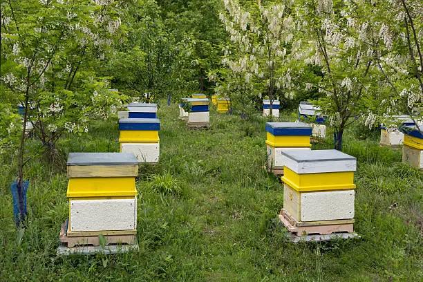 Honey bee hives in green acacia garden