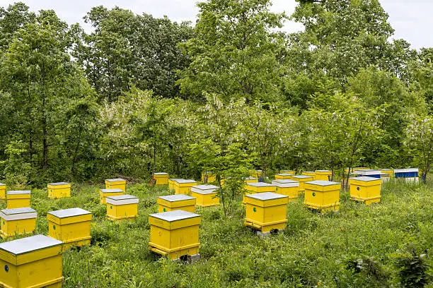 Yellow Honey bee hives in a green acacia garden