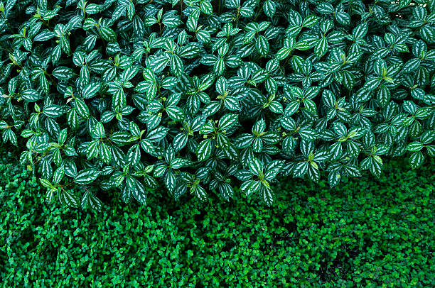 istock plant countless fresh and green leaves 628986092