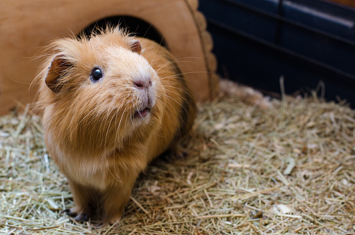 Portrait of cute red guinea pig. Close up photo.