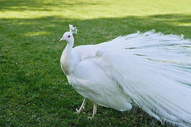 White Peacock stock photo