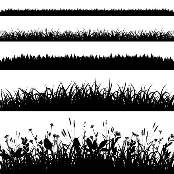 ilustraciones, imágenes clip art, dibujos animados e iconos de stock de conjunto de siluetas del vector de bordes de hierba - grass