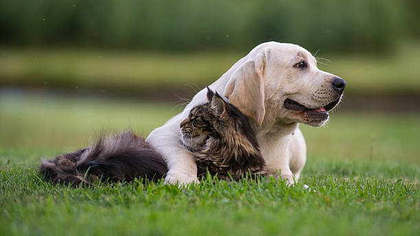 cat and puppy friendship