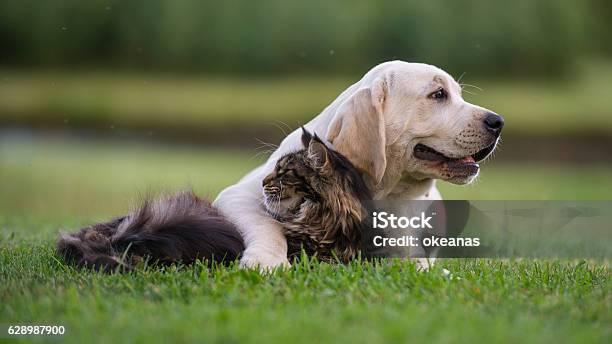 Cat And Puppy Friendship Stock Photo - Download Image Now - Labrador Retriever, Grass, Puppy