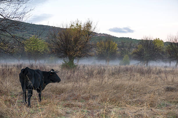 istock Cows in a meadow during a foggy dawn 628992860