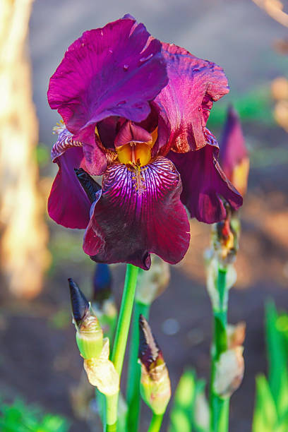 istock iris flowers, a beautiful spring flower bright color 628992912