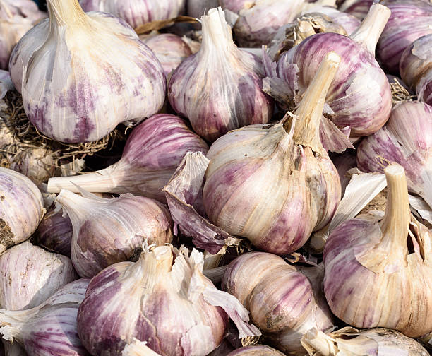 istock Homegrown Organic Garlic Bulbs 628993252