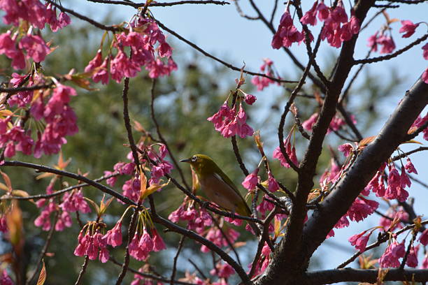 istock Bird on the flower tree.JAPAN 628993812