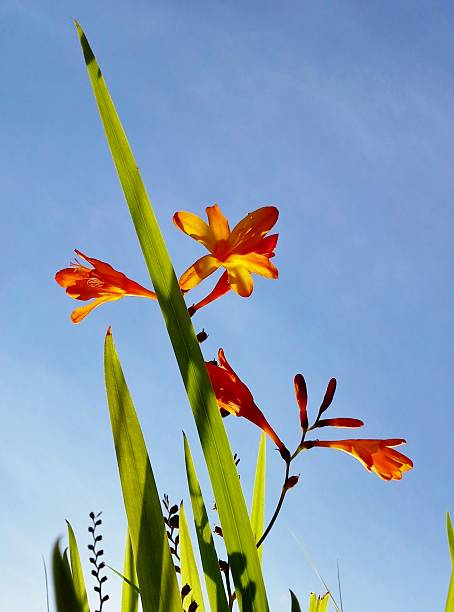 istock Crocosmia / Montbretia in the Summer Sky 628993824