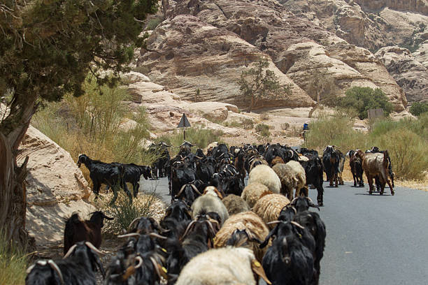 istock Follow the Herd - Road near Petra, Jordan 628995232