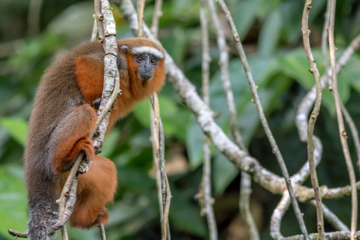 Monkey, Amazon Rainforest, Nature Background