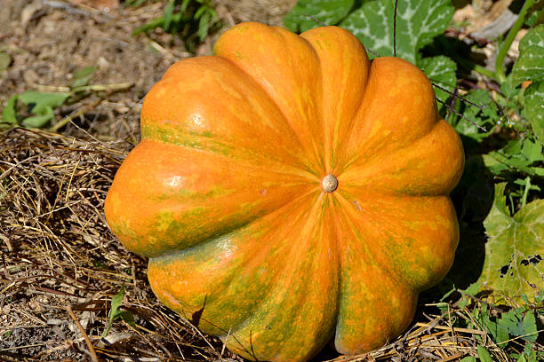 istock Pumpkin plant in a field 629004712