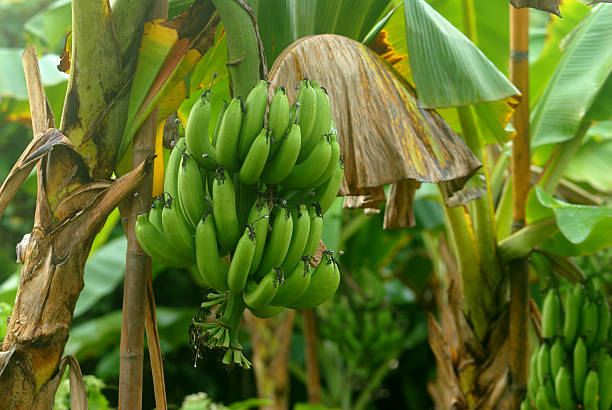 istock bunch of banana 629005700