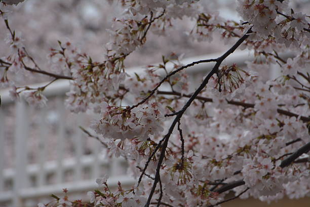 istock Cherry blossoms in Kunitach, Japan 629006286