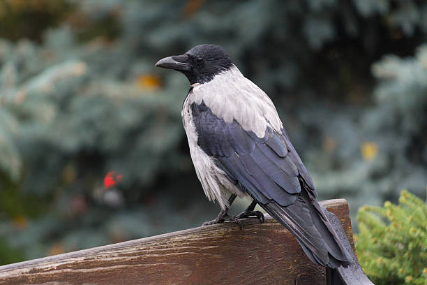 istock Clever crows sitting on a bench in the park. Birds 629006796