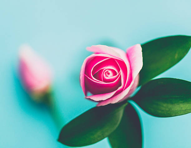 Perfect pink rose in glass bottle with blue background