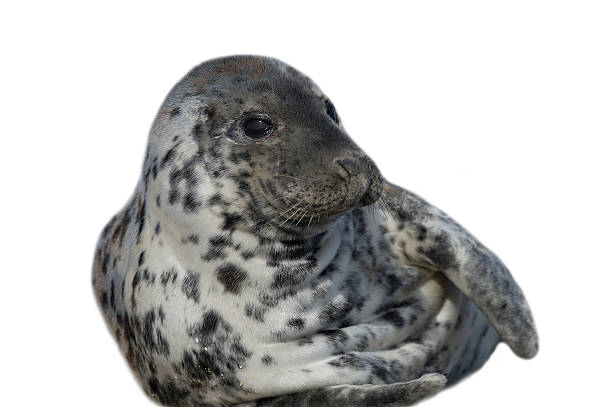 Gray Seal, Halichoerus grypus, Gray Seal, Halichoerus grypus, helgoland stock pictures, royalty-free photos & images