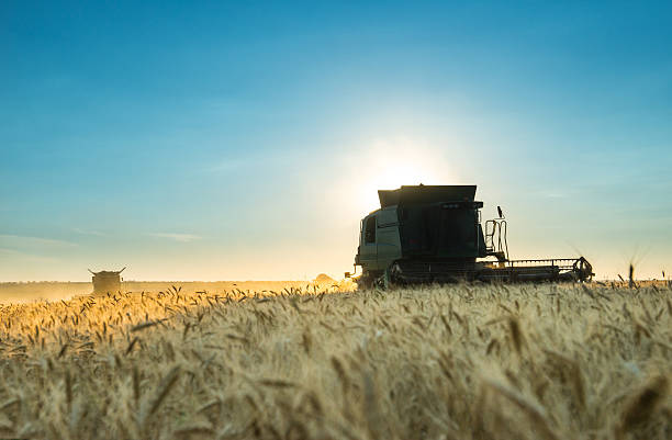 istock Combine harvester working on a wheat crop at sunset 629007600