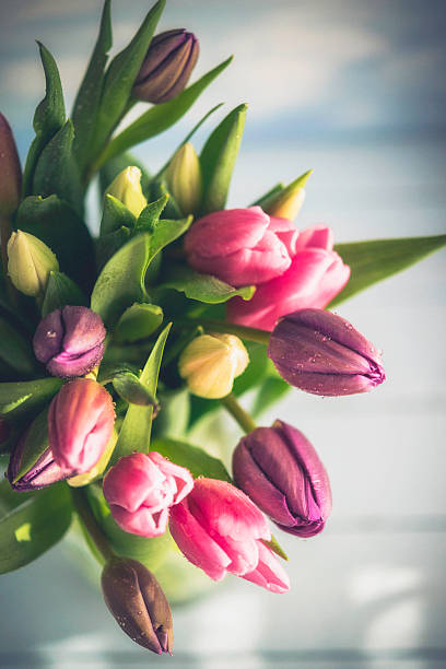 żywy bukiet tulipanów w promieniu słońca - rose bouquet flower single flower zdjęcia i obrazy z banku zdjęć