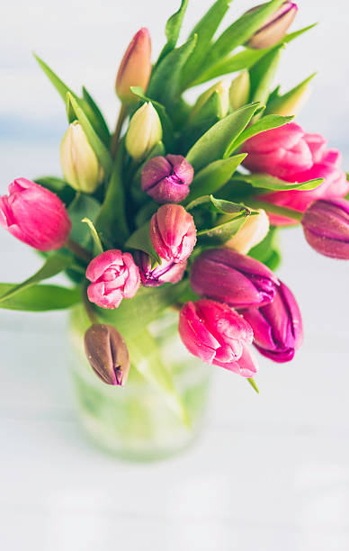 bouquet de tulipes vibrant en plein soleil - flower pot vase purple decor photos et images de collection