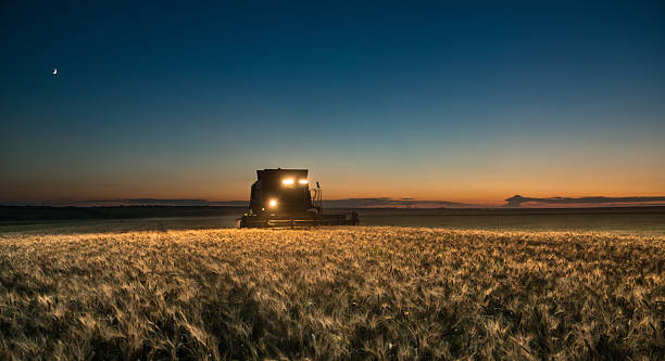 kombajn zbożowy pracując nad a uprawy pszenicy nocą - agriculture harvesting wheat crop zdjęcia i obrazy z banku zdjęć