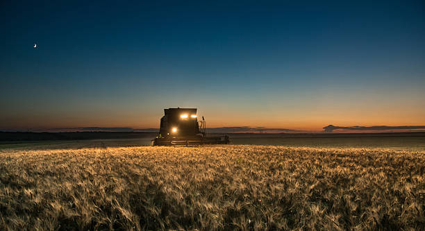 зерноуборочный комбайн работая над собой пшеницы укороченный ночью - agriculture harvesting wheat crop стоковые фото и изображения
