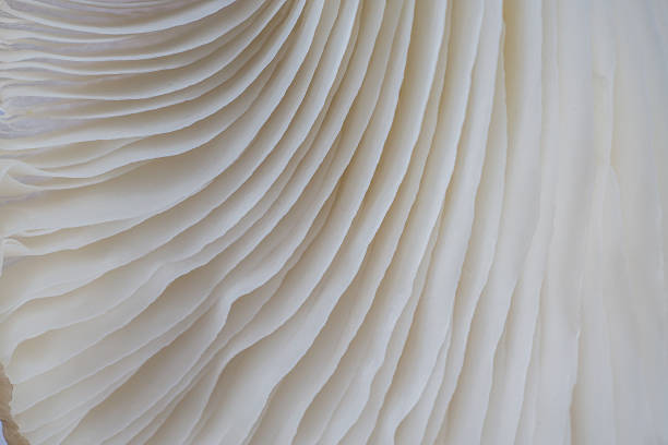 istock abstract background macro of Sajor-caju Mushroom 629009432