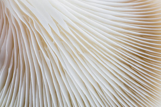 istock abstract background macro of Sajor-caju Mushroom 629009802