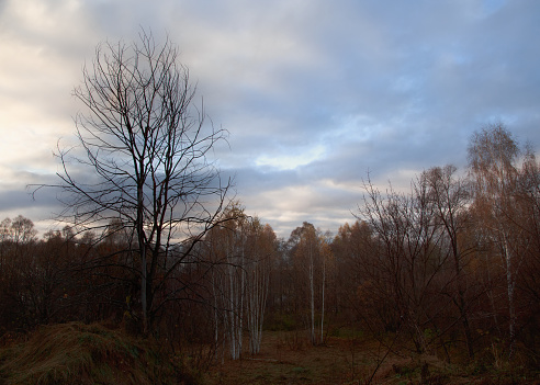 russian forest in the and of autumn.