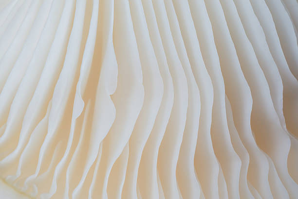 istock abstract background macro of Sajor-caju Mushroom 629009936