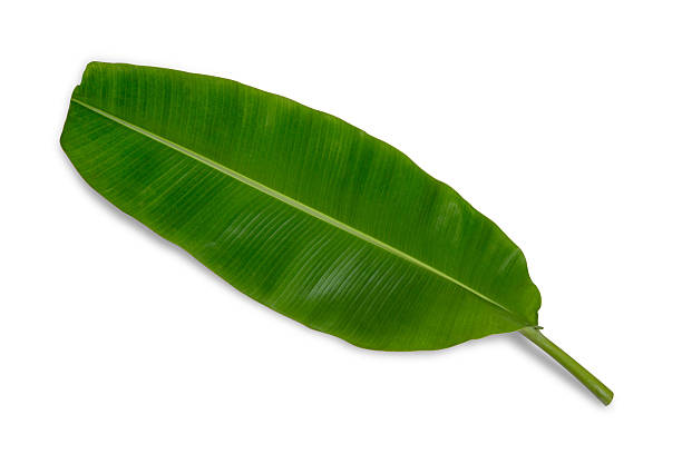 istock Banana leaf isolated on white background 629010060