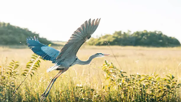 Photo of Wild Heron Bird Flying Over Everglades National Park Florida