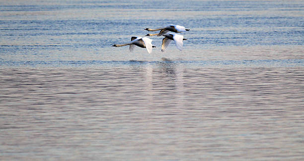 istock Group of Swans flying 629011282