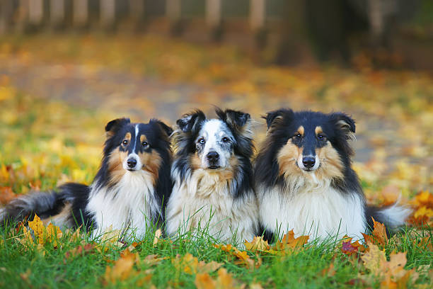 Collie and Sheltie dogs lying in green grass in autumn Collie and Sheltie dogs lying down together in a green grass in autumn sheltie blue merle stock pictures, royalty-free photos & images