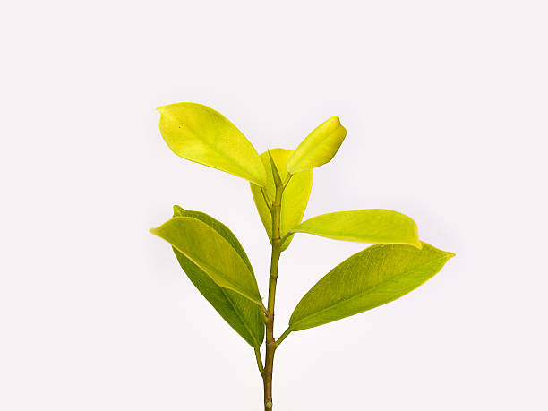 istock Twig with green leaves 629011708