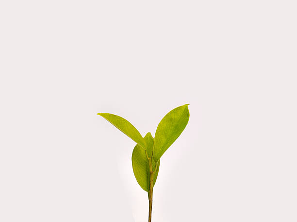 istock Twig with green leaves 629011714
