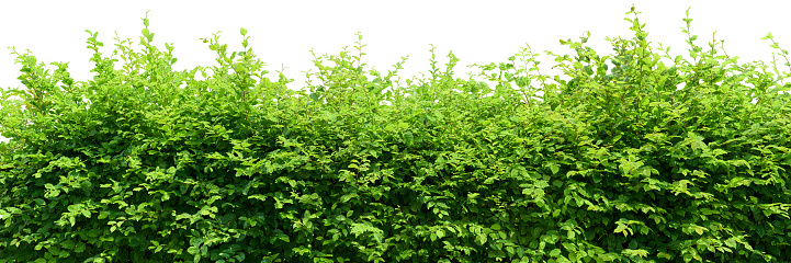 Hedge isolated on white background