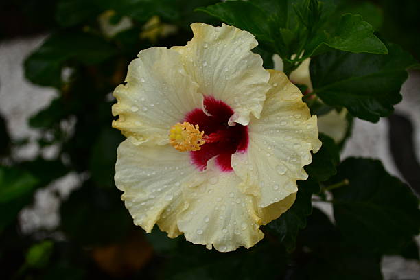 istock Beautiful hibiscus flower 629018826
